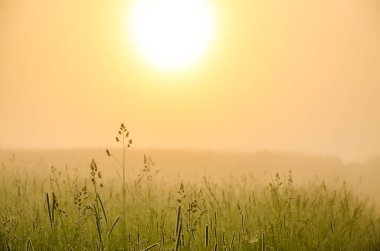 kalın sabah sis yaz ormandaki