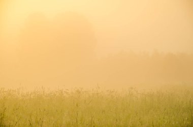 kalın sabah sis yaz ormandaki