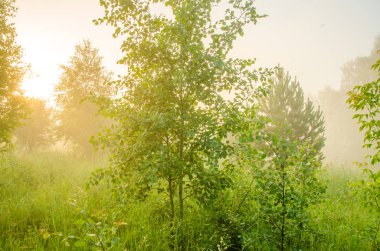 kalın sabah sis yaz ormandaki