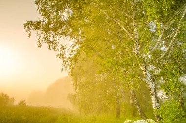 kalın sabah sis yaz ormandaki
