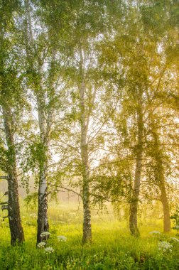 kalın sabah sis yaz ormandaki