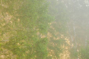 kalın sabah sis yaz ormandaki