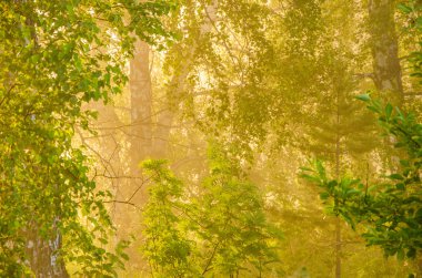 kalın sabah sis yaz ormandaki