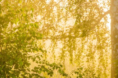 kalın sabah sis yaz ormandaki