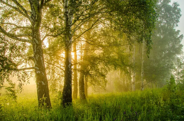 Tjocka morgondimma i skogen sommaren — Stockfoto