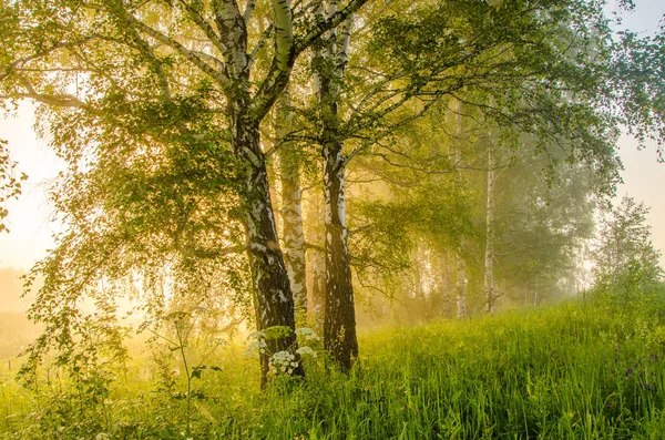 Brouillard matinal épais dans la forêt d'été — Photo