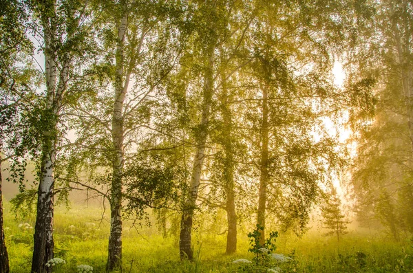 Niebla espesa de la mañana en el bosque de verano —  Fotos de Stock