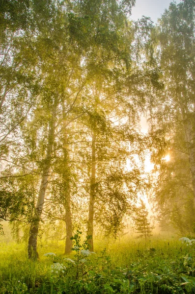 Tjocka morgondimma i skogen sommaren — Stockfoto