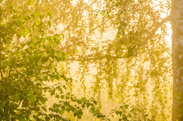 kalın sabah sis yaz ormandaki