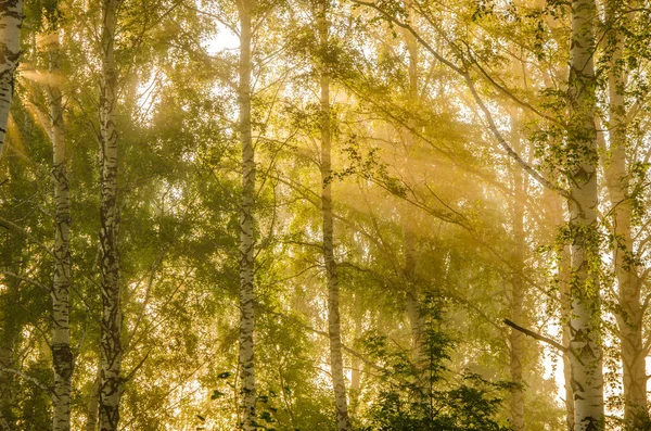 Tjocka morgondimma i skogen sommaren — Stockfoto