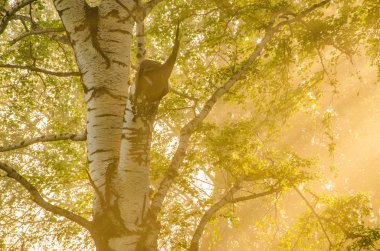 kalın sabah sis yaz ormandaki