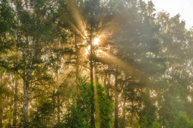 kalın sabah sis yaz ormandaki
