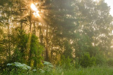 kalın sabah sis yaz ormandaki