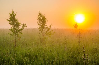 Sabahın erken saatlerinde, yeşil bir çimenlikte