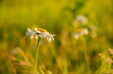 Sabahın erken saatlerinde, yeşil bir çimenlikte
