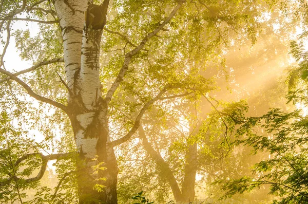 Niebla espesa de la mañana en el bosque de verano —  Fotos de Stock