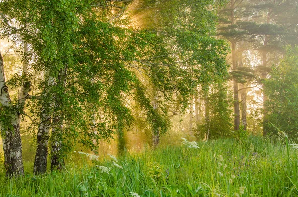 Niebla espesa de la mañana en el bosque de verano —  Fotos de Stock