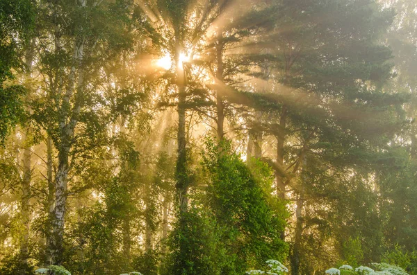 Nevoeiro de manhã grossa na floresta de verão — Fotografia de Stock
