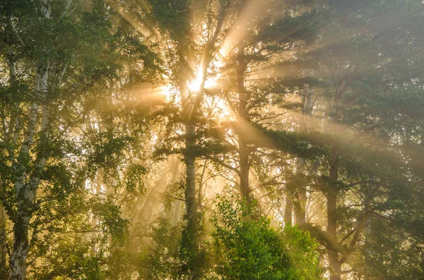 Fitta nebbia mattutina nella foresta estiva — Foto Stock