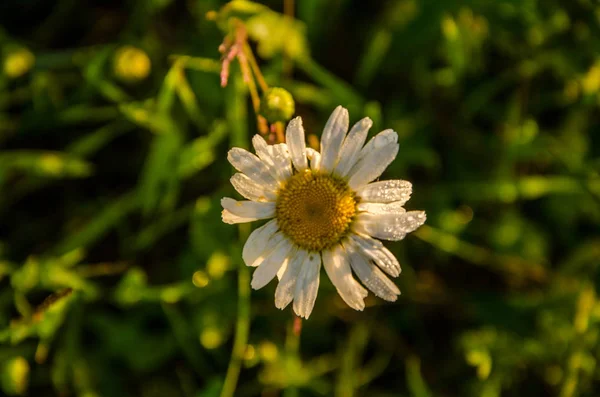 霧深い朝の緑の芝生の上で — ストック写真