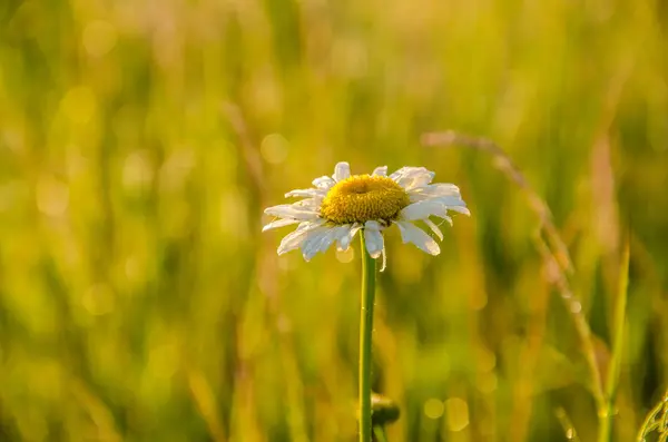 Na zeleném trávníku v časném mlhavém ránu — Stock fotografie