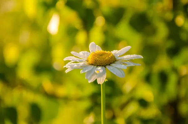 Na zeleném trávníku v časném mlhavém ránu — Stock fotografie