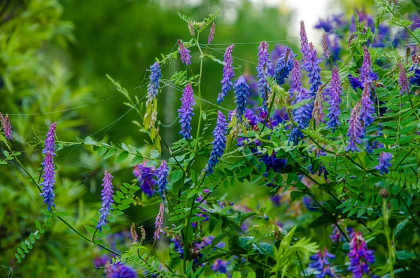 Su un prato verde al mattino presto nebbioso — Foto Stock