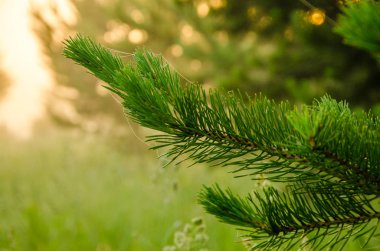 bir kuş bakışı ile orman