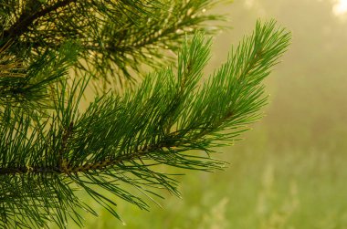 bir kuş bakışı ile orman