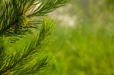 bir kuş bakışı ile orman