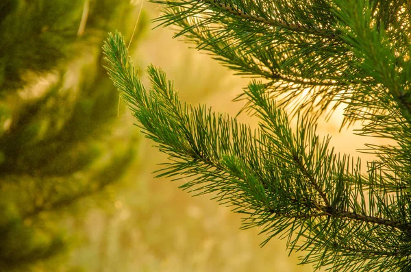 bir kuş bakışı ile orman