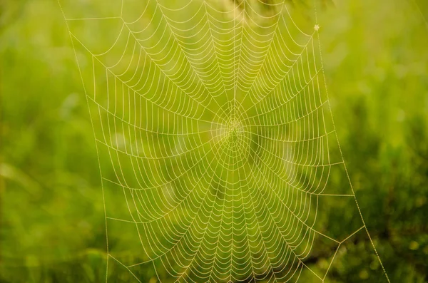 Wald aus der Vogelperspektive — Stockfoto