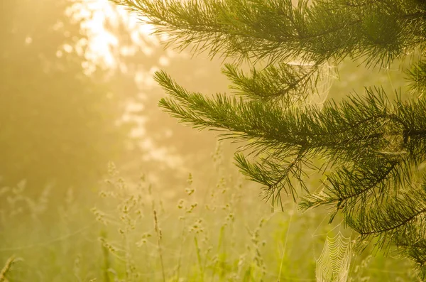 forest with a bird\'s eye view