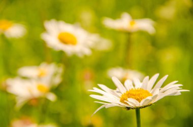 Bir yaz sabahı papatya çiçekleri. Bir yaz sabahı papatyada polen. Papatya çayı sıcak yaz. Papatya yaz gününde polen