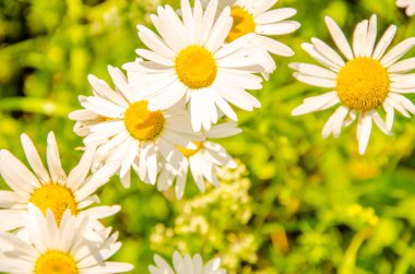 Bir yaz sabahı papatya çiçekleri. Bir yaz sabahı papatyada polen. Papatya çayı sıcak yaz. Papatya yaz gününde polen