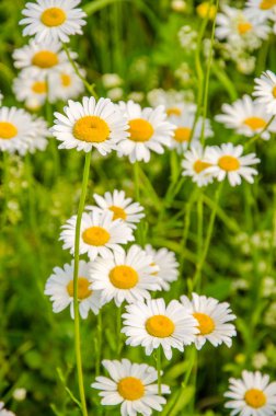 Bir yaz sabahı papatya çiçekleri. Bir yaz sabahı papatyada polen. Papatya çayı sıcak yaz. Papatya yaz gününde polen