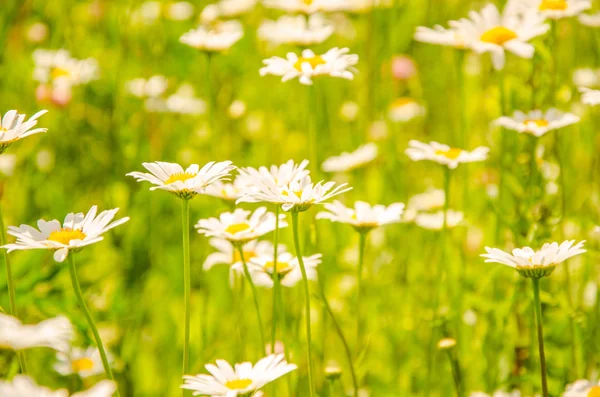 daisy flowers on a summer morning. pollen on a camomile on a summer morning. chamomile hot summer. pollen on daisy summer day