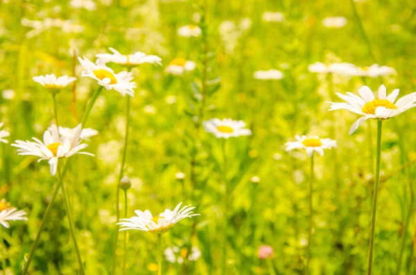 daisy flowers on a summer morning. pollen on a camomile on a summer morning. chamomile hot summer. pollen on daisy summer day