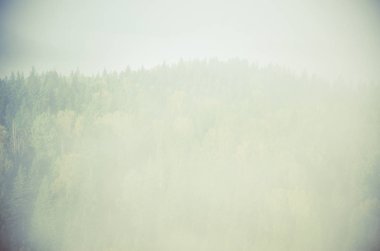 Yoğun kozalaklı ormanlarla kaplı kalın bir sis. Kuş bakışı manzaralı bir orman. Kozalaklı ağaçlar, yeşil orman çalılıkları. Yoğun kozalaklı ormanlarla kaplı sis..