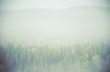 Yoğun kozalaklı ormanlarla kaplı kalın bir sis. Kuş bakışı manzaralı bir orman. Kozalaklı ağaçlar, yeşil orman çalılıkları. Yoğun kozalaklı ormanlarla kaplı sis..