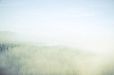 Yoğun kozalaklı ormanlarla kaplı kalın bir sis. Kuş bakışı manzaralı bir orman. Kozalaklı ağaçlar, yeşil orman çalılıkları. Yoğun kozalaklı ormanlarla kaplı sis..