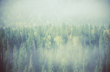 Yoğun kozalaklı ormanlarla kaplı kalın bir sis. Kuş bakışı manzaralı bir orman. Kozalaklı ağaçlar, yeşil orman çalılıkları. Yoğun kozalaklı ormanlarla kaplı sis..