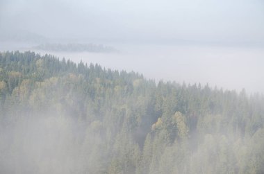 Yoğun kozalaklı ormanlarla kaplı kalın bir sis. Kuş bakışı manzaralı bir orman. Kozalaklı ağaçlar, yeşil orman çalılıkları. Yoğun kozalaklı ormanlarla kaplı sis..