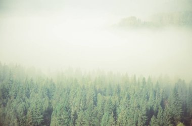 Yoğun kozalaklı ormanlarla kaplı kalın bir sis. Kuş bakışı manzaralı bir orman. Kozalaklı ağaçlar, yeşil orman çalılıkları. Yoğun kozalaklı ormanlarla kaplı sis..