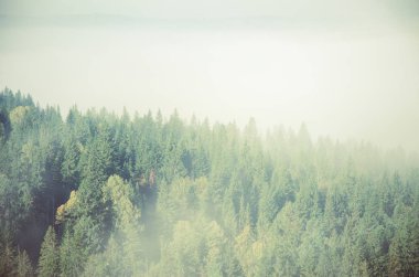 Yoğun kozalaklı ormanlarla kaplı kalın bir sis. Kuş bakışı manzaralı bir orman. Kozalaklı ağaçlar, yeşil orman çalılıkları. Yoğun kozalaklı ormanlarla kaplı sis..