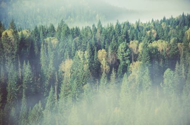 Yoğun kozalaklı ormanlarla kaplı kalın bir sis. Kuş bakışı manzaralı bir orman. Kozalaklı ağaçlar, yeşil orman çalılıkları. Yoğun kozalaklı ormanlarla kaplı sis..