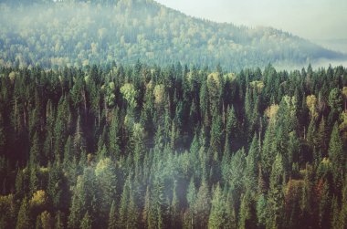 iğne yapraklı orman kalın sabah sis. iğne yapraklı ağaçlar, yeşil orman çalılıkları.