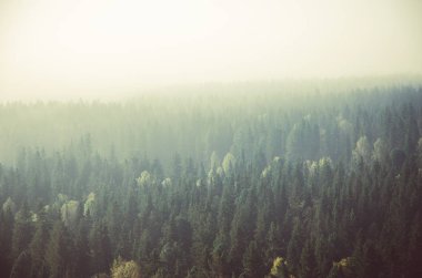 iğne yapraklı orman kalın sabah sis. iğne yapraklı ağaçlar, yeşil orman çalılıkları.