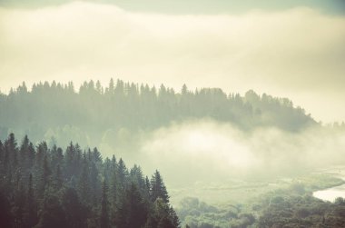 iğne yapraklı orman kalın sabah sis. iğne yapraklı ağaçlar, yeşil orman çalılıkları.