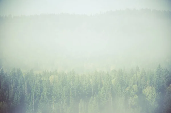 Густой туман, покрытый густым хвойным лесом. лес с высоты птичьего полета. хвойные деревья, заросли зеленого леса. туман, покрытый густым хвойным лесом . — стоковое фото